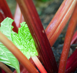 Pink Rhubarb